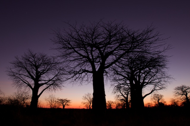 baobabs at dawn