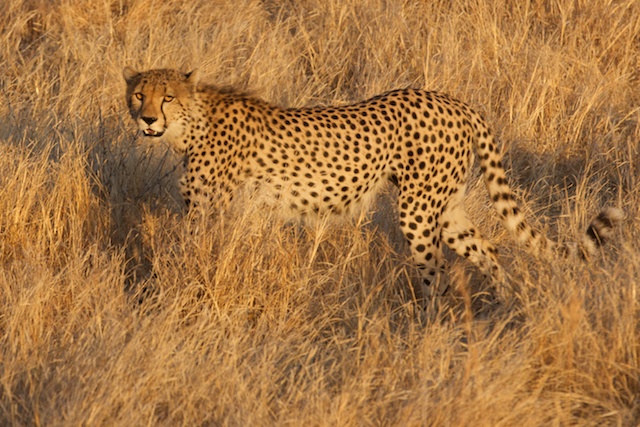cheetah at dawn in Ruaha