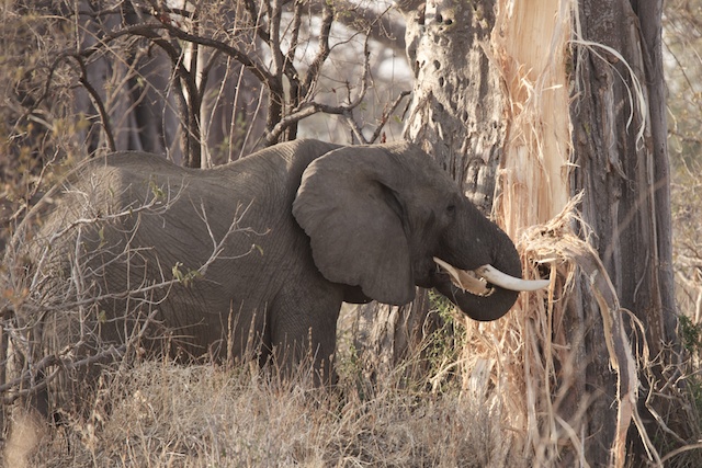 elephant strips baobab of bark