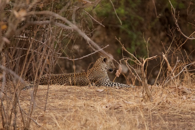 relaxing leopard