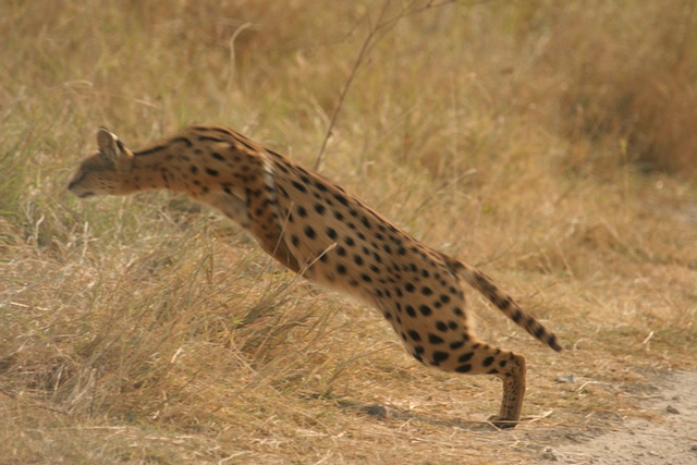 Serval leaps after prey