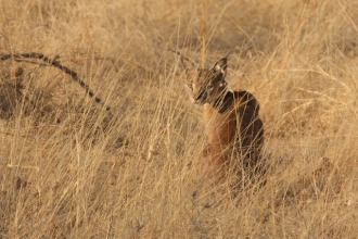 The caracal