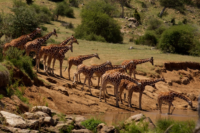 Reticulated giraffes cross a river