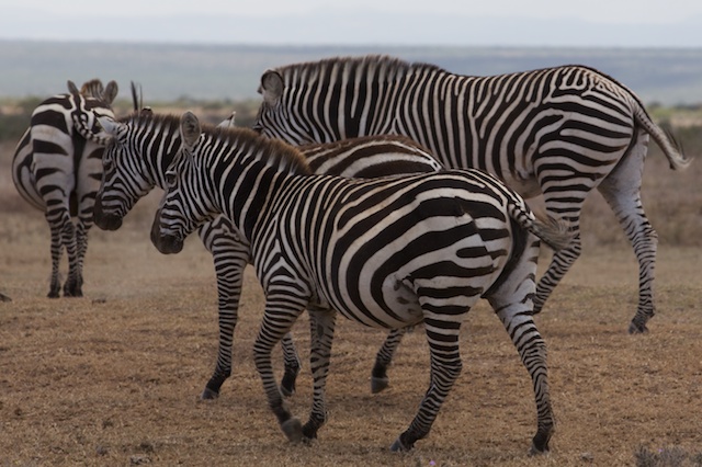 Plains (Burchell's) zebra showing signs of a lion attack