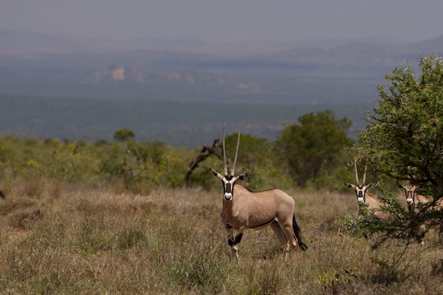 Beisa oryx at Suyian Ranch