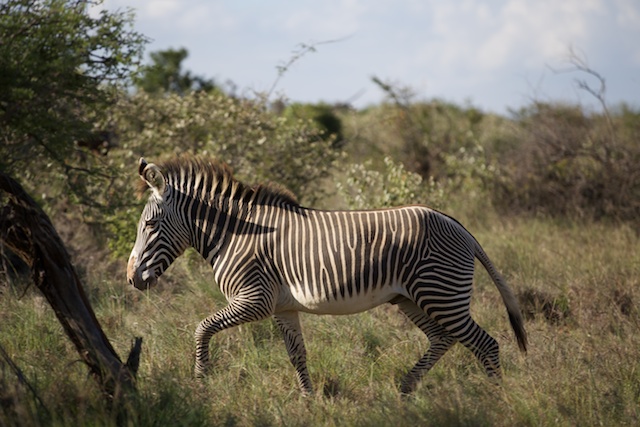 Grevy's zebra at Suyian Ranch