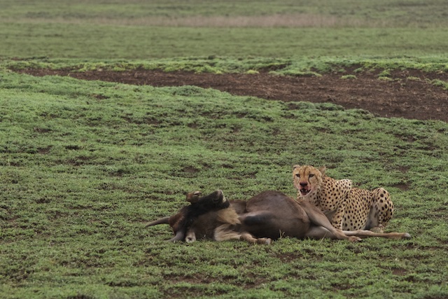 The male cheetah with its kill