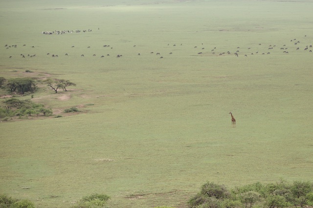 Giraffe and Maasai cattle
