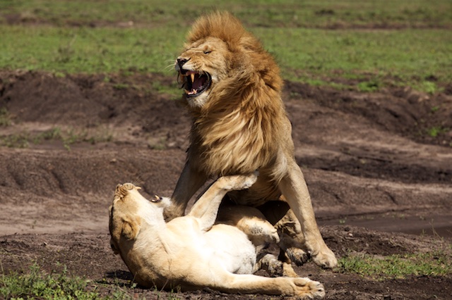 Mating lions - Un Paso Adelante