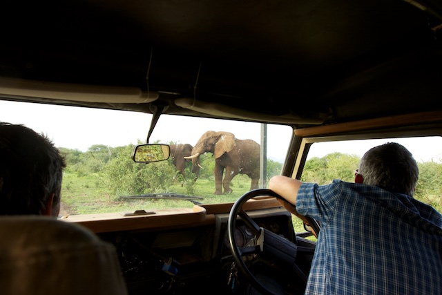 Stopping for elephants