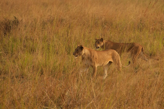 Lions reunited