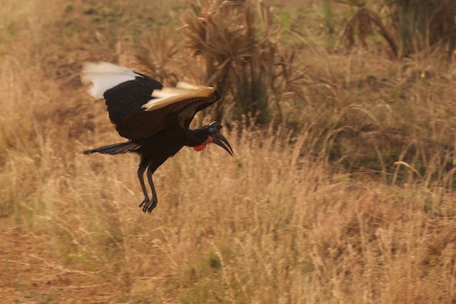 Abbissinian ground hornbill