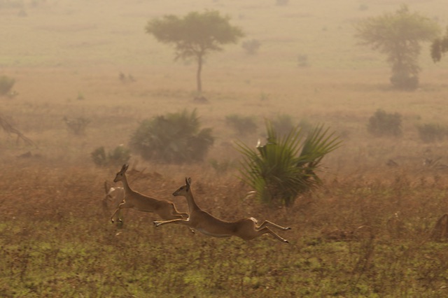 Oribi in flight