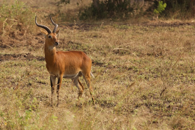 Uganda kob buck