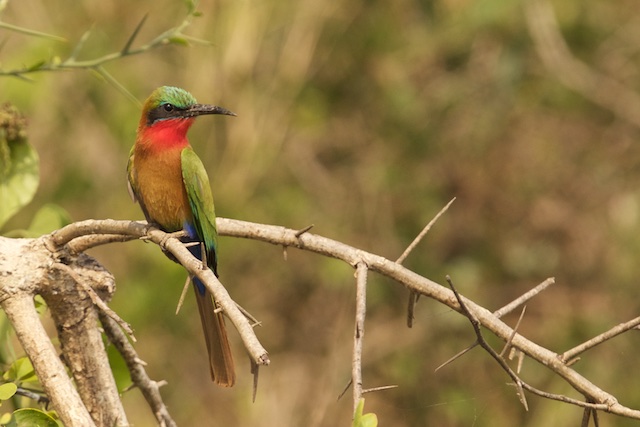 Red-throated bee-eater