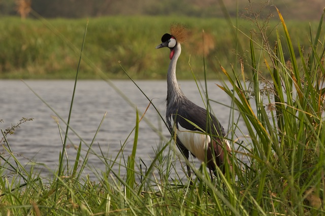 Uganda's national bird