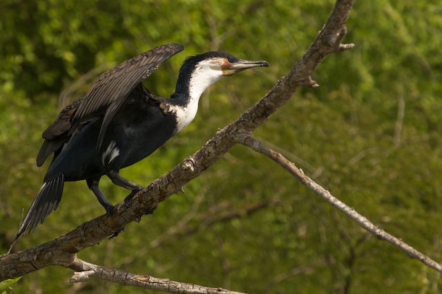 Greater cormorant