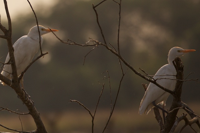 Cattle egret beauty