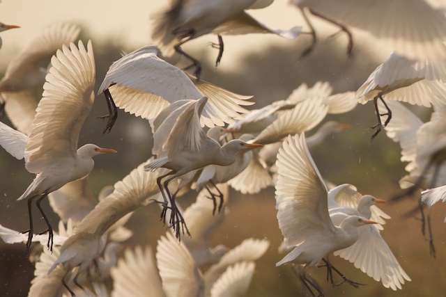 Cattle egrets take to the air