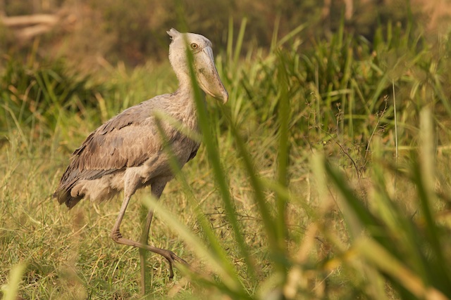 Hiding shoebill