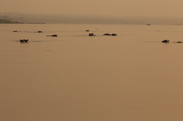 Hippos at dusk