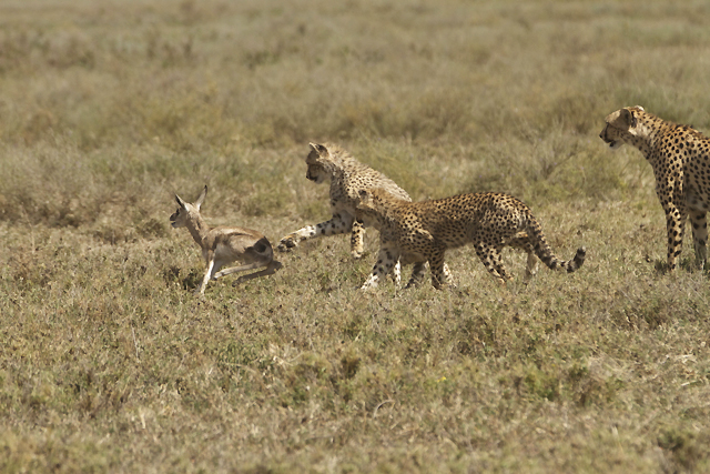 Playing with a fawn 5