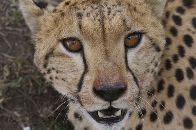 Cheetah close up