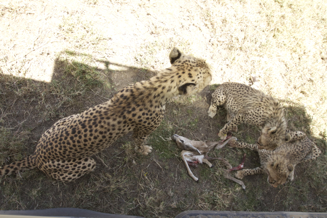 Cheetahs move to the shade of the vehicle