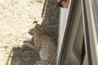Watching the cheetah rest in the shade
