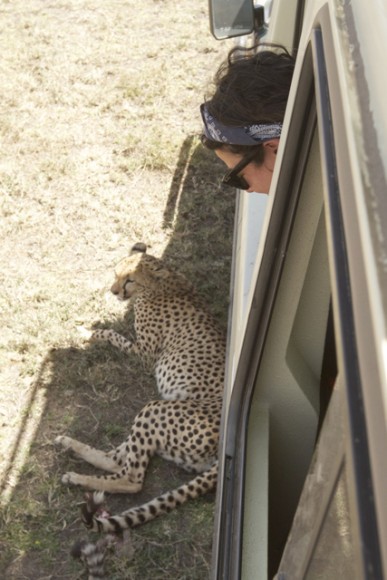 Watching the cheetah rest in the shade