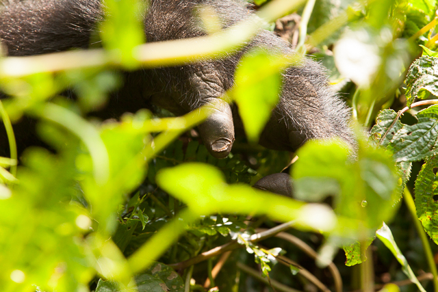 A mountain gorilla's hand