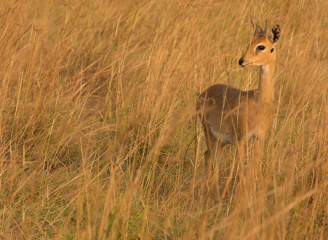 An alert oribi