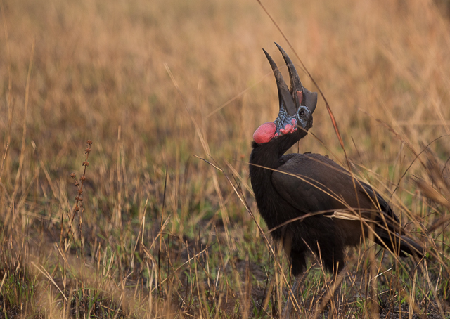 Female Abyssinian gound hornbill