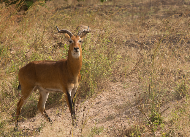 Ubiquitous Uganda kob