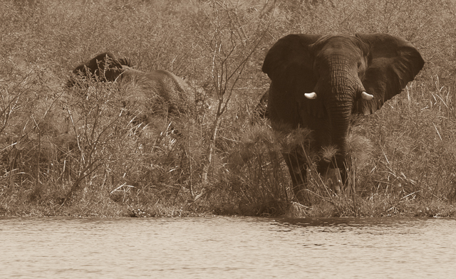 Bull elephant at the river's edge