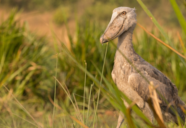 Shoebill up close