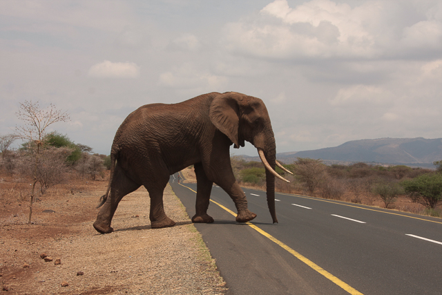 Elephant crossing highway