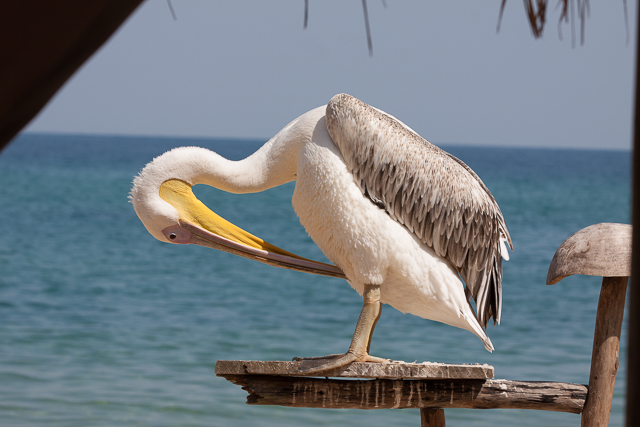 Big bird preening