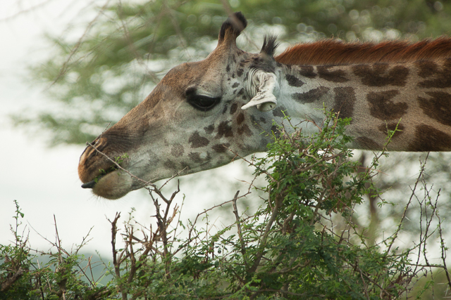 Masai giraffe 