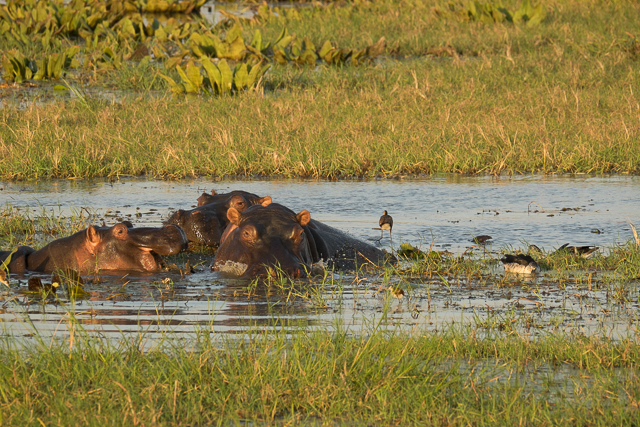 Swamp hippos