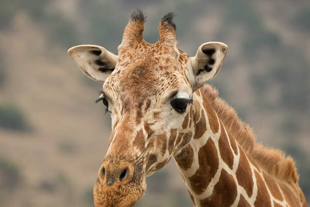 Reticulated giraffe face