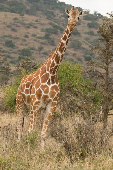Reticulated giraffe pattern