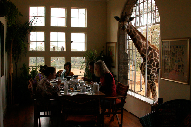 Rothschild's giraffe at Giraffe Manor in Nairobi
