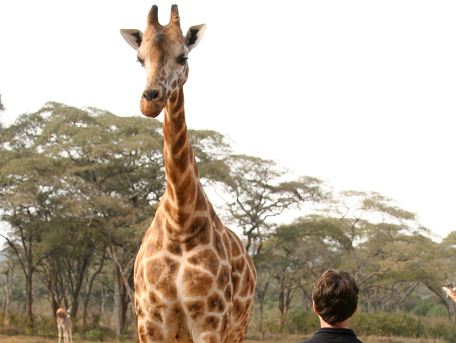 Rothschild's giraffe 