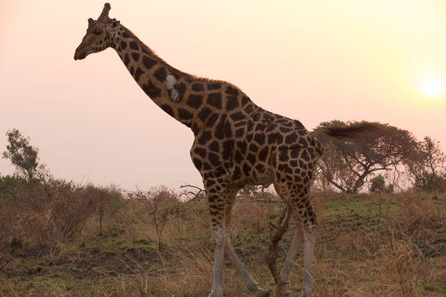 Rothschild's giraffe in Uganda